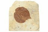 Fossil Leaf (Davidia) - Montana #190436-1